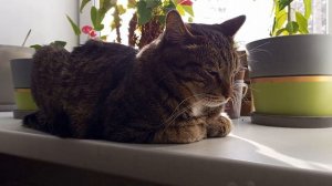 Один день жизни кота Матвея.