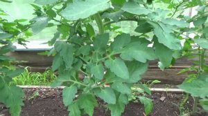 Формируем индетерминантные томаты. ВПЛ.