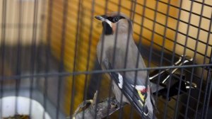 Тюменка спасает диких птиц