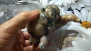 Как сохранить георгины в холодильнике?