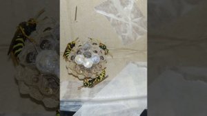 Life cycle of a paper wasp nest (Polistes dominula, colony "do-2") 2020