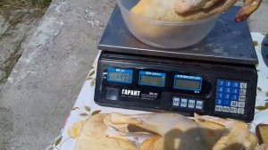 Билефельдер самая вкусная порода кур!/Взвешиваю смотрим вес!