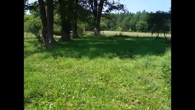 Венгерская Мангалица,Покупка свинки