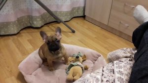 Смешные звуки французский бульдог