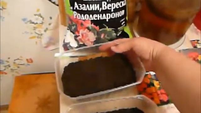 посадка семян лиственницы дача под архангельском