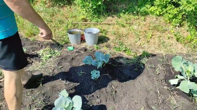 Окучиваем капусту и подкармливаем ее органо-минеральным удобрением. смотреть онлайн