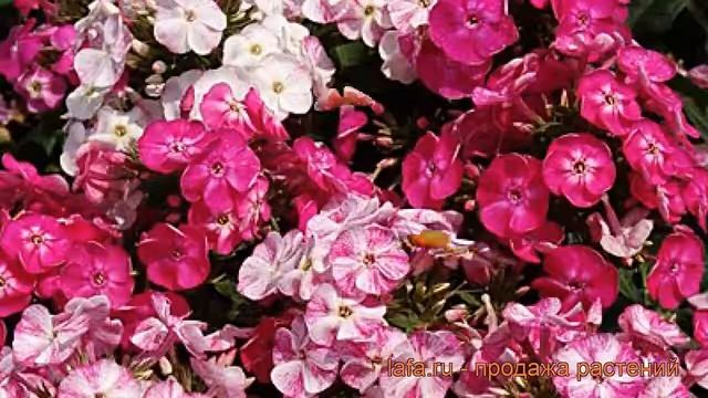 Флокс метельчатый Попурри Пинк (phlox paniculata) ? обзор: как сажать, рассада флокса Попурри Пинк смотреть онлайн