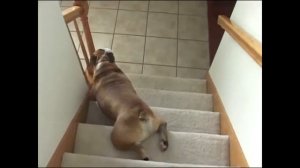 Bulldog's Lazy Stair Slide