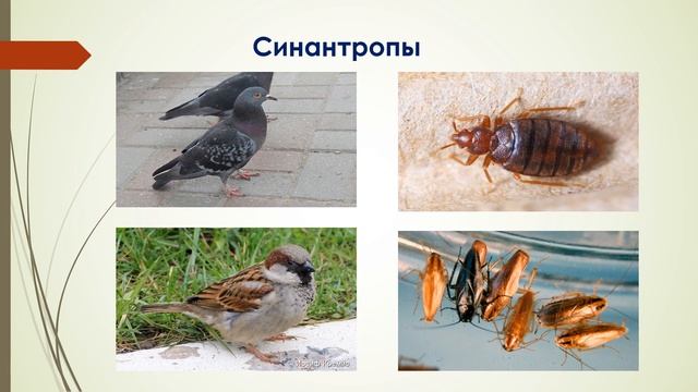 Биология, 8 класс: Экологические группы животных видео смотреть онлайн