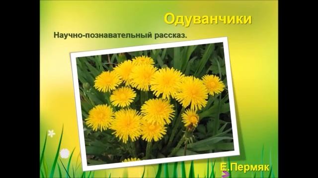 Литературное чтение. Е. Пермяк. Одуванчики