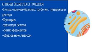 Основные понятия о клетке за 5 минут