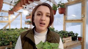 Фунгициды и все о них.