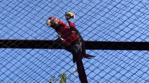 Красные попугаи Ара, пернатые и яркие жители Тайгана!
