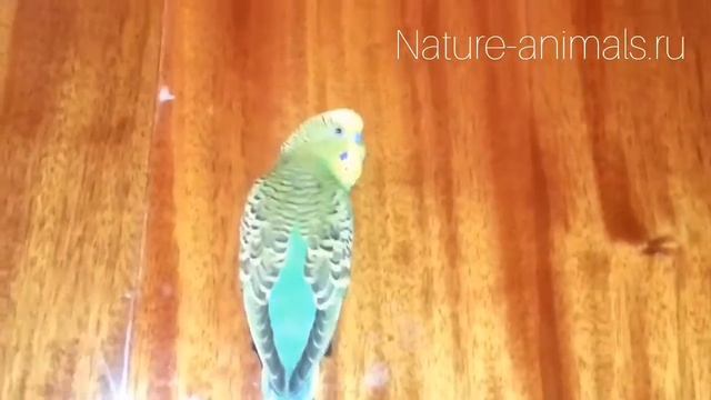 Разговор волнистого попугая смотреть онлайн