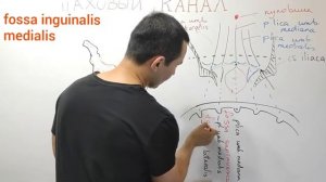 АНАТОМИЯ: ПАХОВЫЙ КАНАЛ