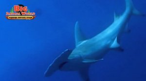 BIG ANIMAL WORLD ЧУДОВИЩА МОРСКИХ ГЛУБИН АКУЛА МОЛОТ игрушки как ДЕАГОСТИНИ DEAGOSTINI распаковка