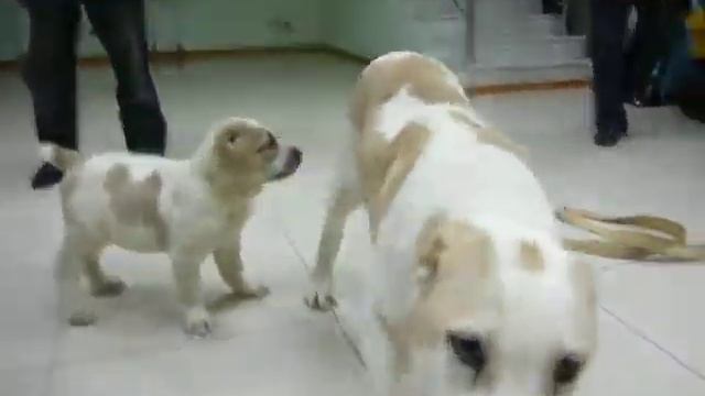 Shunkar torunu Akbars ve 4.5 aylık Ekemen смотреть онлайн