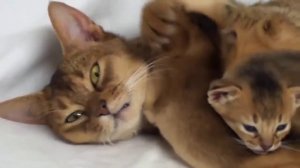 Рыжая кошка с котятами. Котята пьют молоко у мамы-кошки.