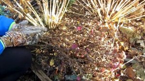 Как подготовить цветник к зиме