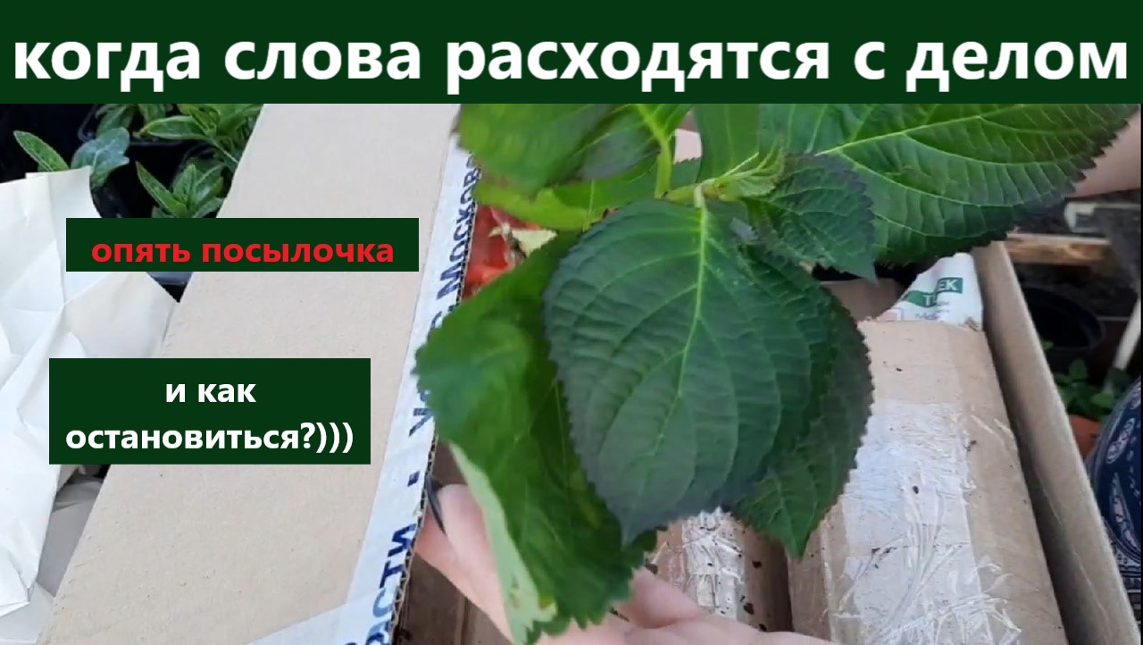 Цветочные мечты ирины кормилицыной интернет