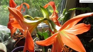 Как ПРОДЛИТЬ  ЦВЕТЕНИЕ  ГИППЕАСТРУМА до двух месяцев. ПРОСТОЙ  СПОСОБ с отличным результатом.