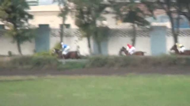 17 скачка для лошадей 2-х лет ч/в породы (закрытие сезона 2013г,) смотреть онлайн