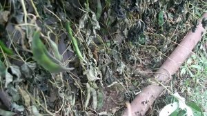 фасоль, бобы...    собираю на семена короче!