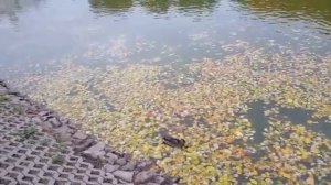 ЛЮБЛЮ ТЕБЯ СИЛЬНЕЕ ВОЛИ