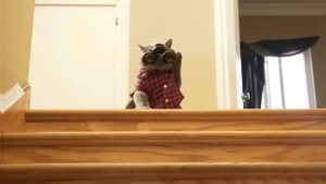 Кот Мурзик - Здесь Так Красиво Я Котик Молодой (КЛИП 2018 ГОДА ПЕРЕЗАЛИВ)