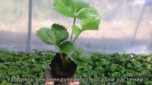 Как сажать клубнику