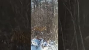 Встреча с амурским тигром в хабаровской тайге
