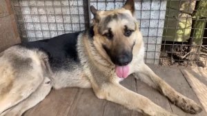 Отдых после прогулок | ВЕО овчарка Эрик