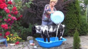 Как мыть собаку Кане Корсо.#canecorso