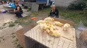 Возвращаемся в Москву. Посетили г. Скопин в Рязанской области. Воскресный базар. Керамический завод