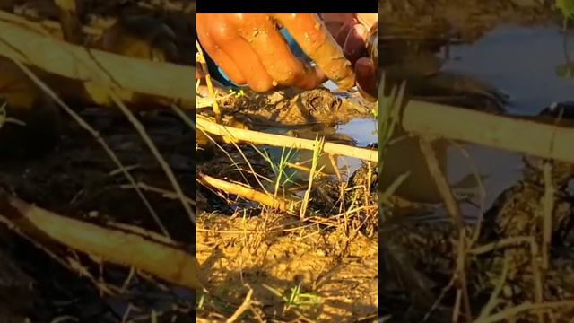 Amazing catching crab by hand #crab #snails #hook_fishing #fish_trap #bottle_fishtrap