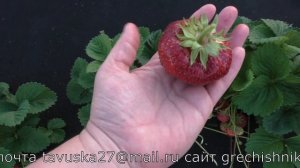 ЧАМОРА ТУРУССИ среднеспелый сорт клубники гигант