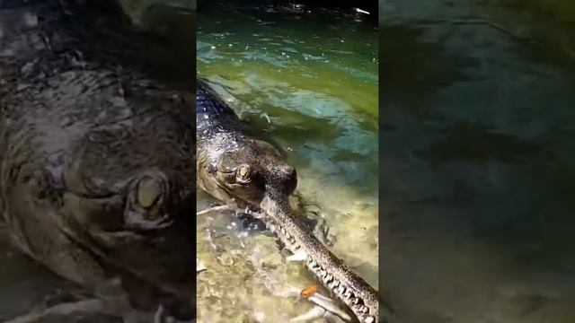 worlds Rarest Crocodile Gharial?#ytshorts #Animals