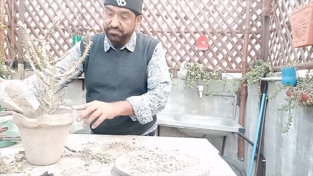 Euphorbia milii & Crown of Thorns plant смотреть онлайн