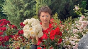 Серия «сказочных роз». Элегантная Лионс Роуз. Питомник растений Е. Иващенко