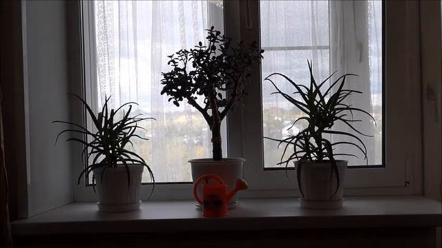 Моя жизнь после 70 лет. Алоэ и Денежное дерево. смотреть онлайн