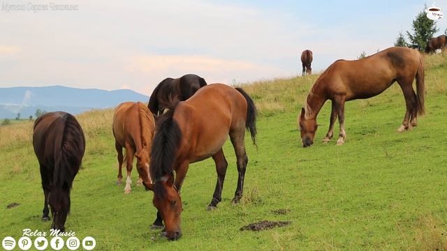 Шикарная музыка! Это лучшая музыка для души! Послушайте...Такая красивая мелодия, что я плачу слуша смотреть онлайн