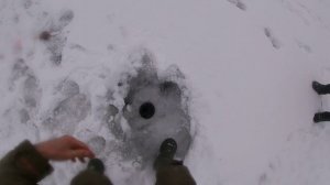 Ловим Берша на мормышку и поставушками с подсадкой тюльки на реке Кама. Мормышинг рулит.