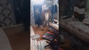 цыганский кони город брянск
