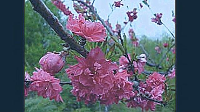 Frederic Chopin-Polonaise in C minor ; Фредерик Шопен-Полонез в до минор смотреть онлайн