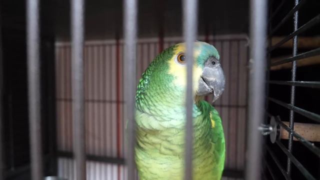 VLOG Расходимся с Костей смотреть онлайн