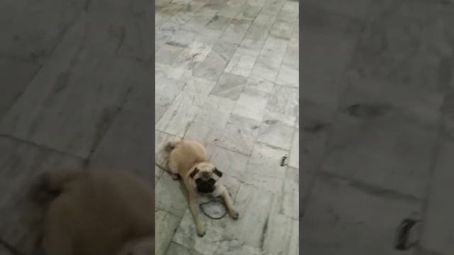 Cute greedy pug dog