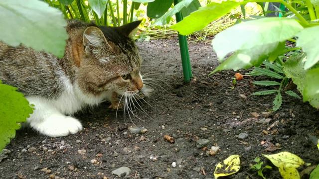 Кот Вася поймал птичку смотреть онлайн