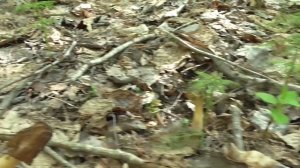 Сморчковая шапочка.mp4