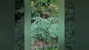 Сад Юлики 02.07.2021