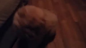 Чау Чау Лает